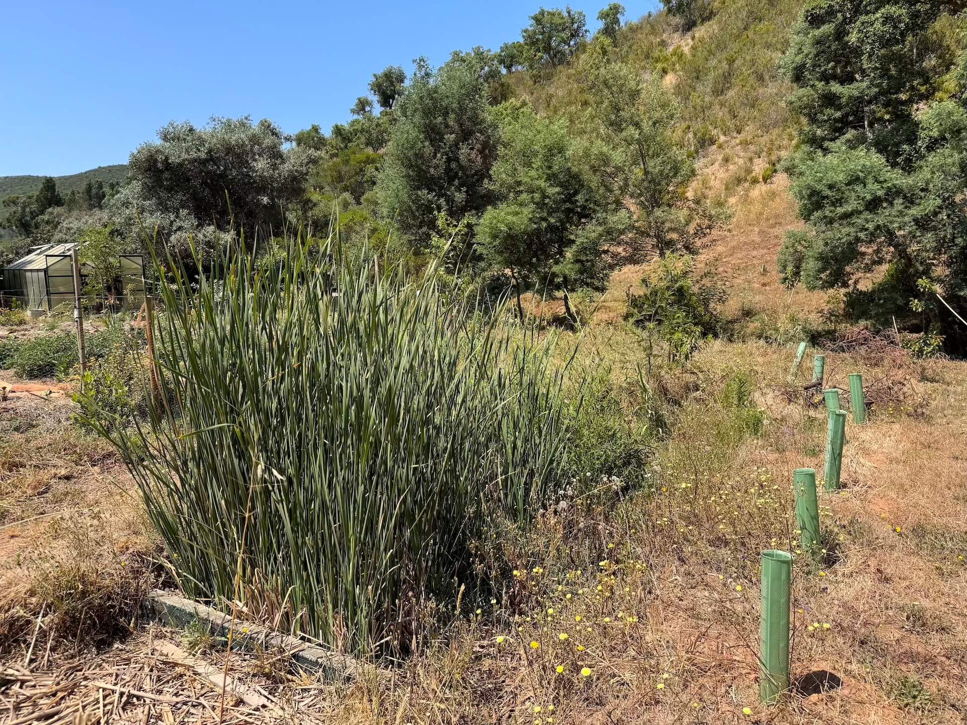 Pflanzen-Kläranlage